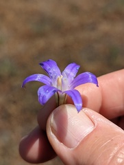 Brodiaea terrestris kernensis
