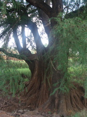 Taxodium mucronatum