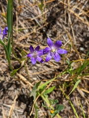 Brodiaea terrestris kernensis