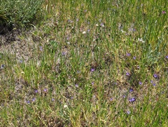 Brodiaea terrestris kernensis