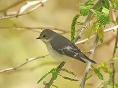 Ficedula semitorquata