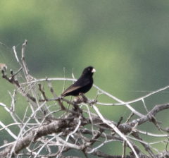 Vidua