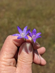 Brodiaea terrestris kernensis