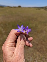 Brodiaea terrestris kernensis