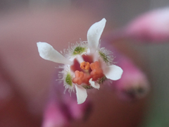 Heuchera brevistaminea