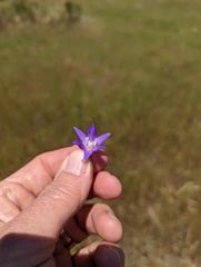 Brodiaea terrestris kernensis