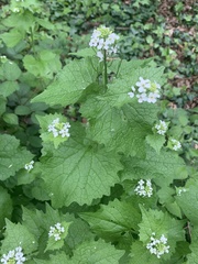 Alliaria petiolata