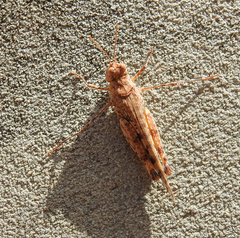 Pycnostictus seriatus