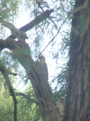 Melanerpes aurifrons