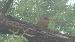 Turdus rufopalliatus