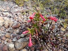 Diplacus parviflorus