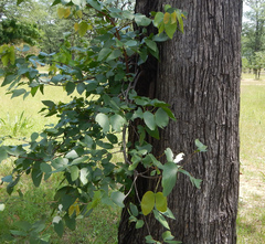 Colophospermum mopane image