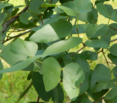 Colophospermum mopane image