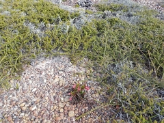 Diplacus parviflorus