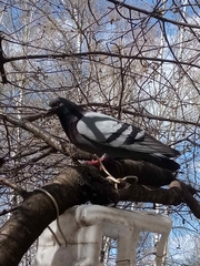 Columba livia domestica