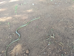 Chironius bicarinatus