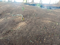 Chironius bicarinatus