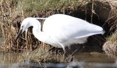 Egretta garzetta