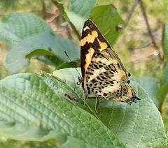 Symbrenthia niphanda