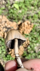 Coprinellus