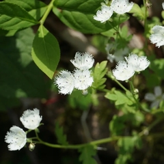 Phacelia fimbriata