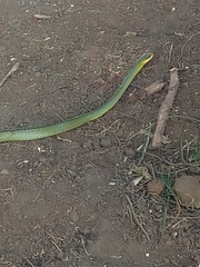 Chironius bicarinatus