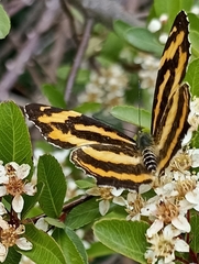 Symbrenthia niphanda