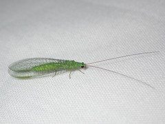 Mallada tripunctatus