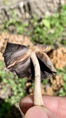 Coprinellus