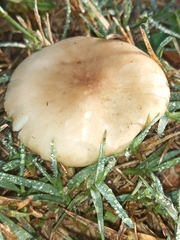 Lepista sordida