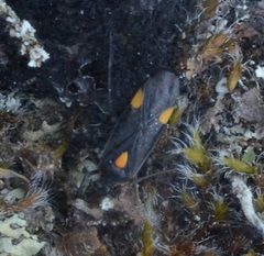 Capsodes flavomarginatus