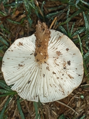 Lepista sordida