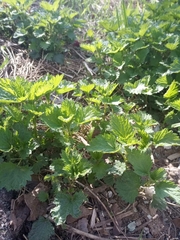 Urtica dioica