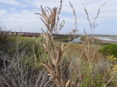 Oenothera elata hookeri