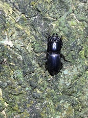 Figulus binodulus