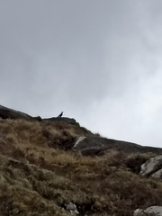 Turdus torquatus