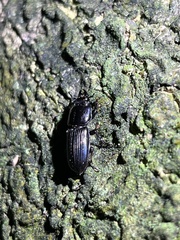Figulus binodulus