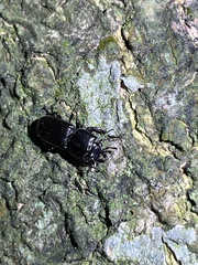Figulus binodulus