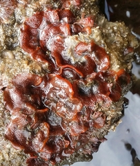 Watersipora subtorquata