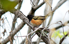 Pipilo maculatus macronyx