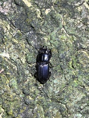 Figulus binodulus