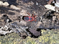 Haematoloecha nigrorufa