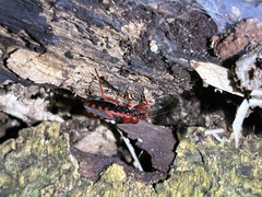 Haematoloecha nigrorufa