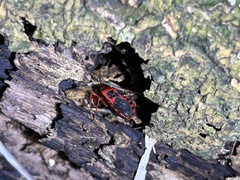 Haematoloecha nigrorufa