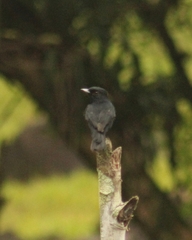 Knipolegus nigerrimus