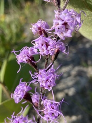 Liatris gracilis