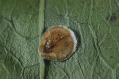 Protopulvinaria pyriformis image
