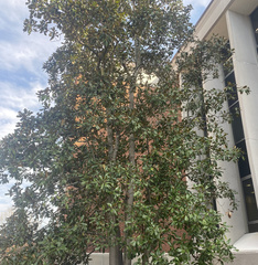 Magnolia grandiflora