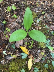 Veratrum parviflorum