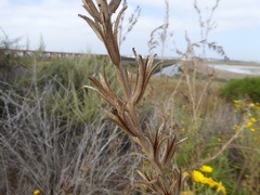 Oenothera elata hookeri